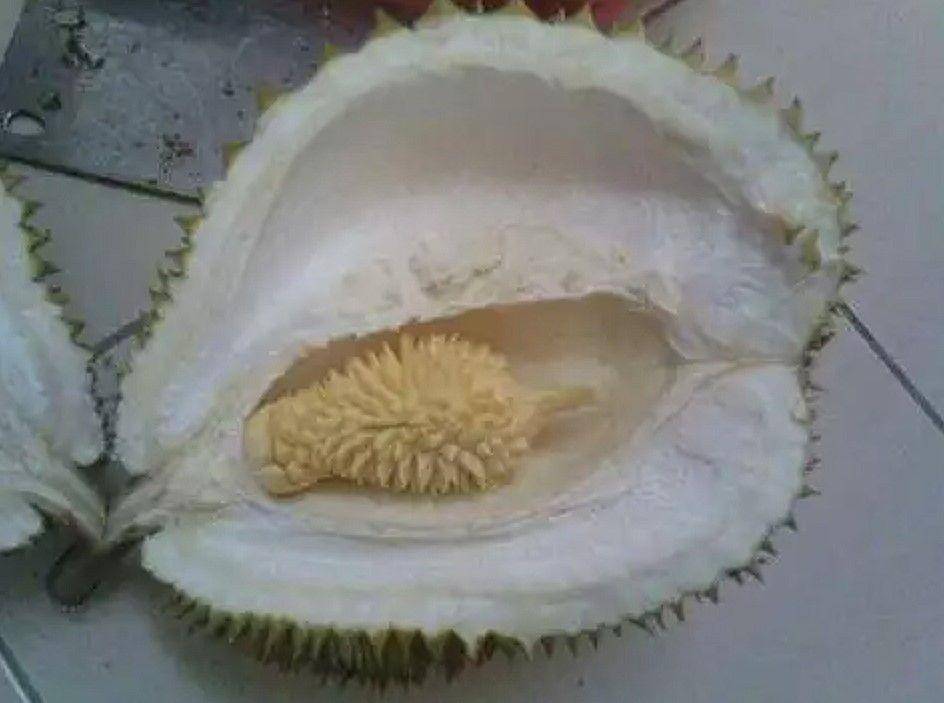 apes saat belah durian (instagram.com/receh.ai)