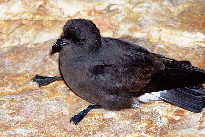 Petrel badai eropa duduk di bebatuan. (commons.wikimedia.org/Júlio Reis)