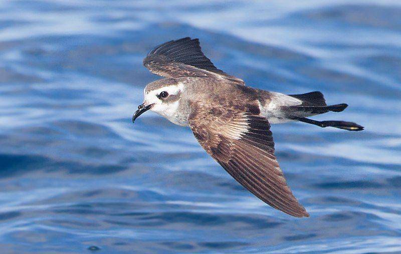 petrel badai melayang di atas laut (commons.wikimedia.org/JJ Harrison)