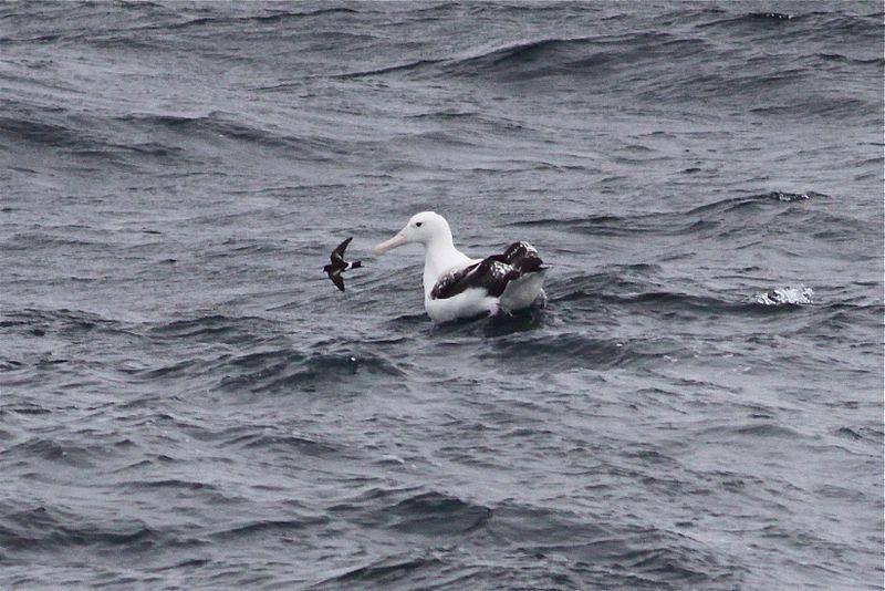 petrel badai wilson dan albatros kelana (commons.wikimedia.org/dfaulder)