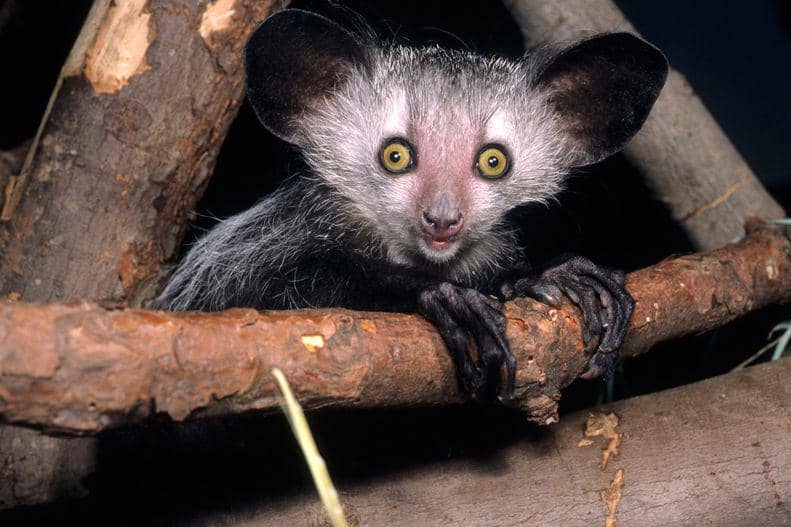 ilustrasi aye-aye (cincinnatizoo.org)