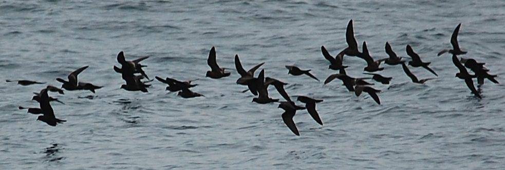 kawanan petrel badai hitam di lepas pantai California utara (commons.wikimedia.org/Cato Neimoidia)