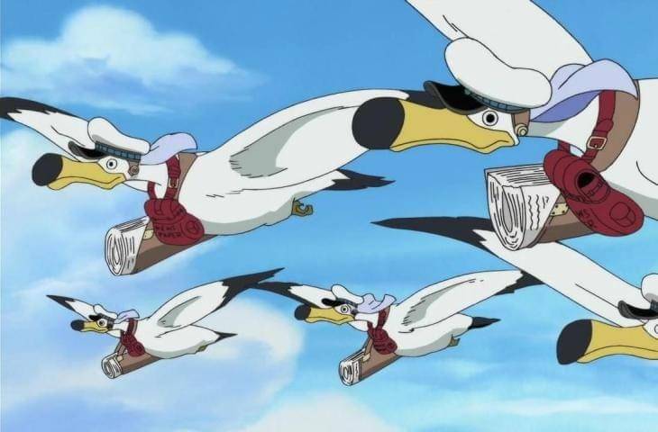 News Coo di One Piece anime. (Dok. Toei Animation/One Piece)