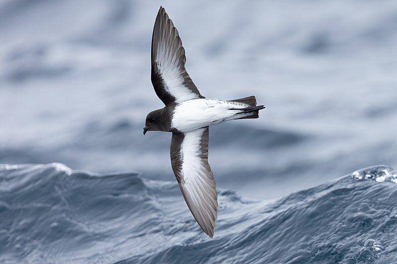 petrel badai punggung abu-abu di Tasmania, Australia (commons.wikimedia.org/JJ Harrison)