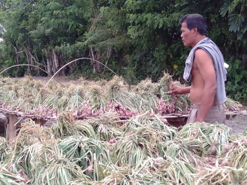 Harga Bawang Merah di Bantul Terpuruk, Sekilo hanya Laku Rp8 Ribu