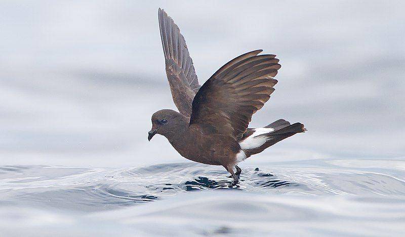petrel badai wilson di Tasmania, Australia (commons.wikimedia.org/JJ Harrison)