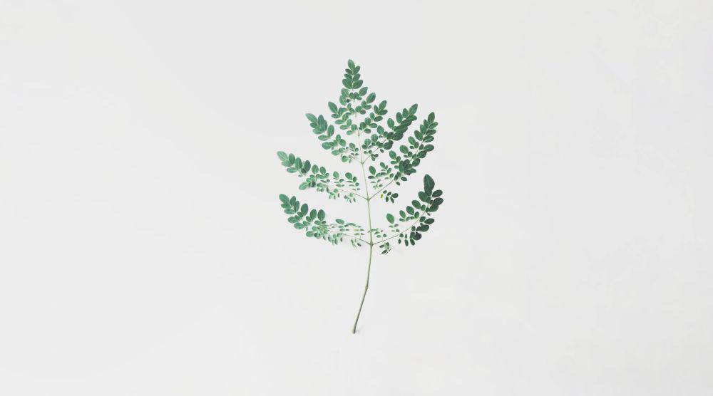 ilustrasi daun kelor (pexels.com/Đỗ Tâm)