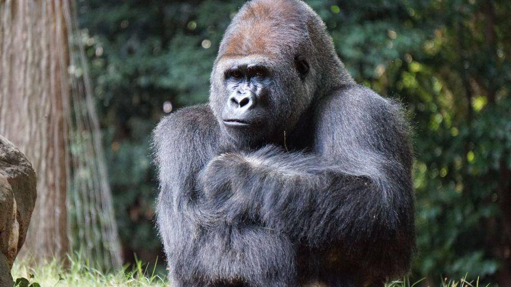 5 Fakta Gorila yang Jarang Diketahui, Punya DNA Mirip Manusia Lho