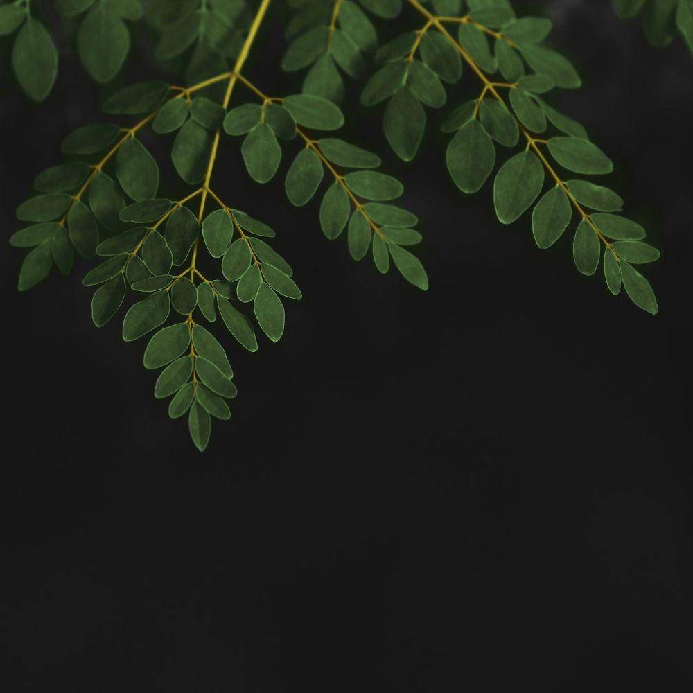 ilustrasi tanaman kelor (pexels.com/Shivansh Sharma)