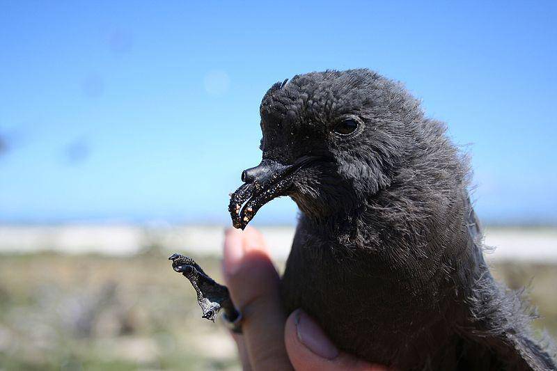 tampak dekat petrel badai (commons.wikimedia.org/Duncan)