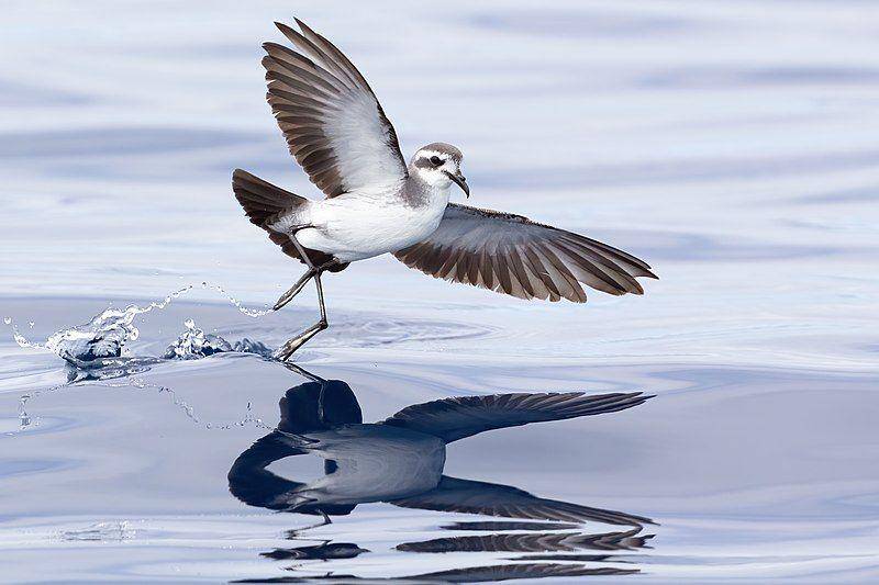 petrel badai di permukaan laut (commons.wikimedia.org/JJ Harrison)