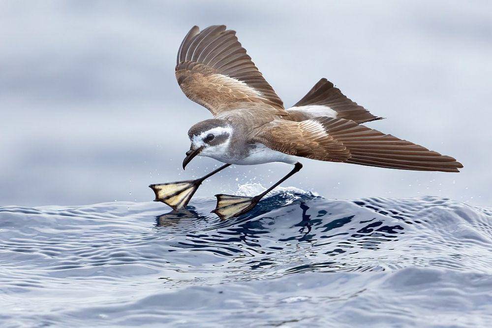 petrel badai di atas permukaan laut (commons.wikimedia.org/JJ Harrison)