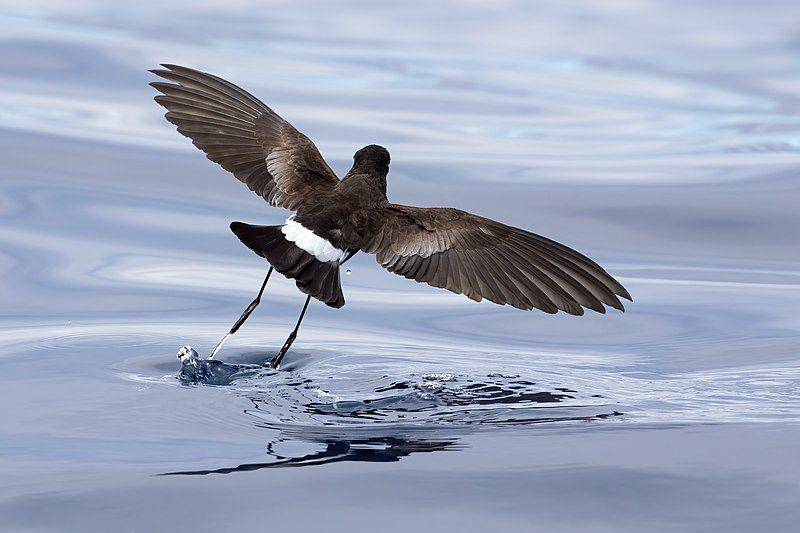 Petrel badai wilson melayang di atas laut. (commons.wikimedia.org/JJ Harrison)