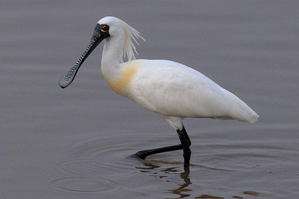 Black faced spoonbill (en.wikipedia.org)