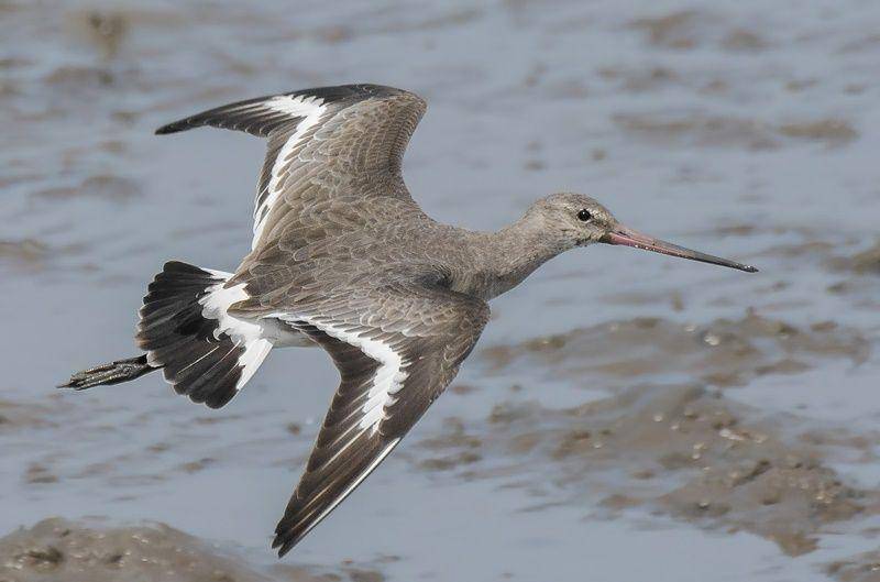 Black tailed godwit (ebird.org)