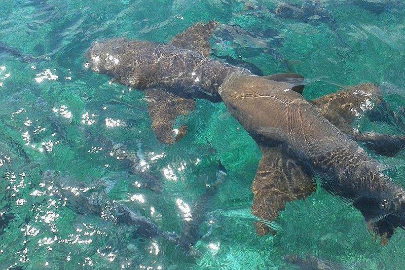 kumpulan hiu perawat di Cagar Alam Hol Chan di lepas pantai Belize (commons.wikimedia.org/avas)