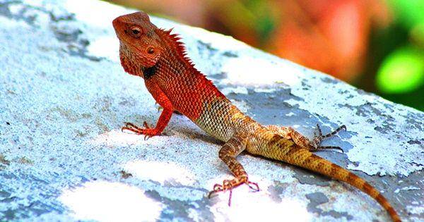 Changeable lizard (commons.wikimedia.org)