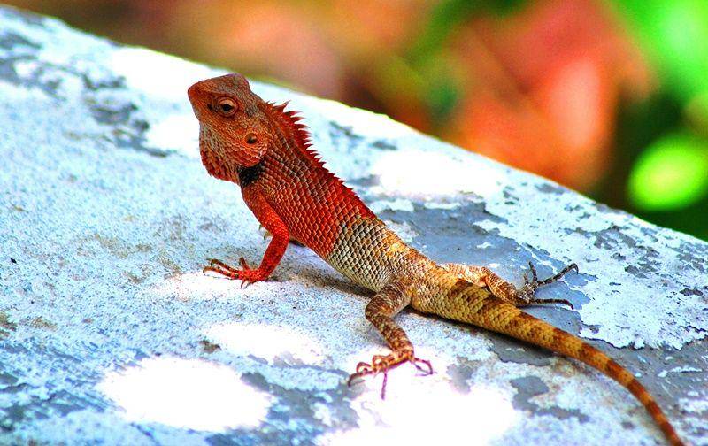 Changeable lizard (commons.wikimedia.org)