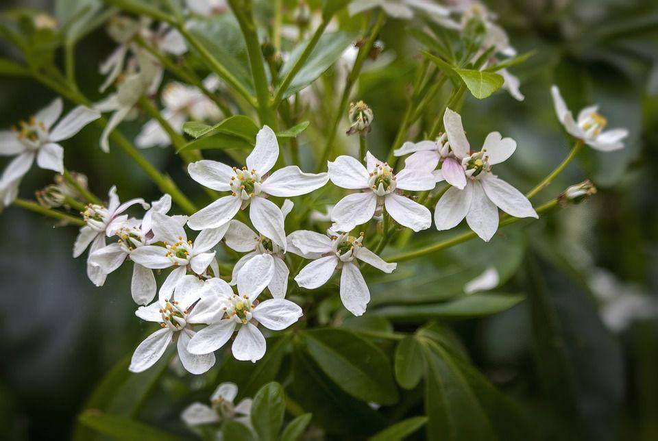 ilustrasi orange blossom (pixabay.com/Ian Lindsay)