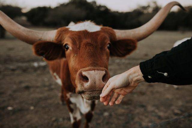 ilustrasi texas longhorn (unsplash.com/Christin Hume)