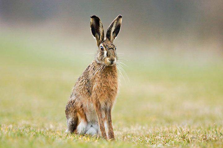 European hare (animalfunfacts.net)