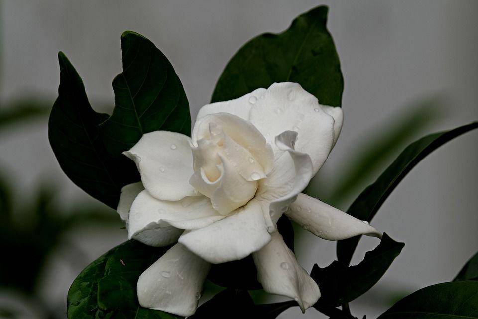 ilustrasi gardenia (pixabay.com/hartono subagio)