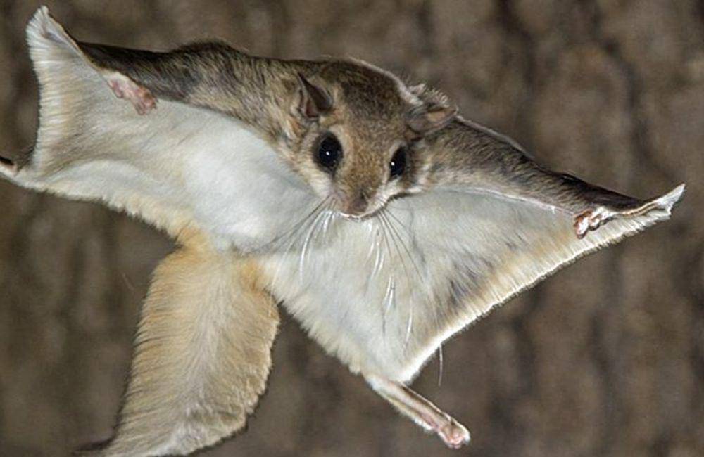 Woolly flying squirrel (cowboystatedaily.com)