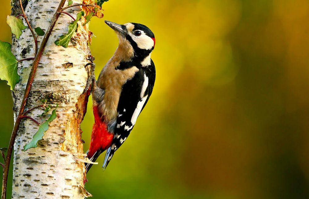 Great spotted woodpecker (woodlandtrust.org.uk)