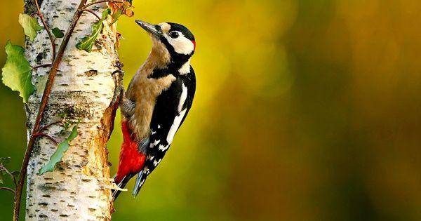 Great spotted woodpecker (woodlandtrust.org.uk)