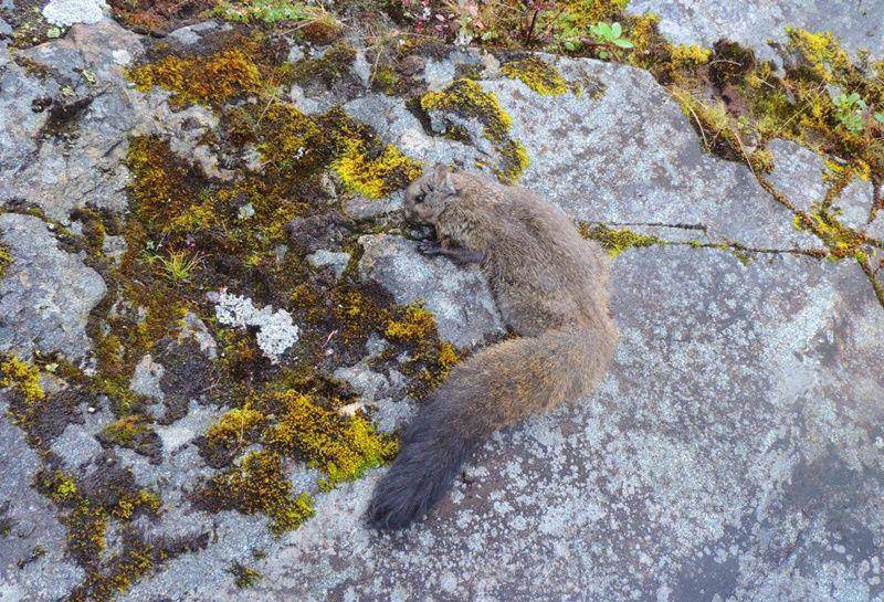 Woolly flying squirrel (sci.news)