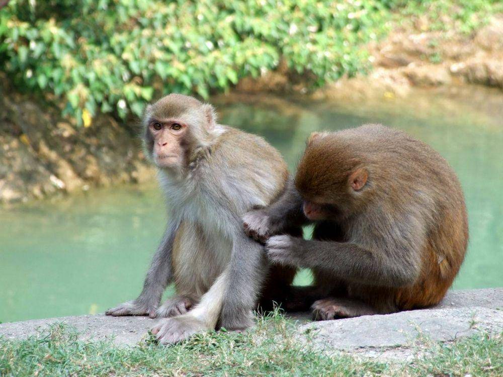 Macaque (timeout.com)