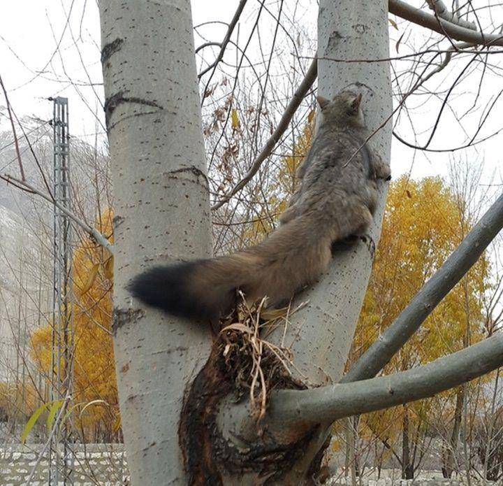 Woolly flying squirrel (inaturalist.org)