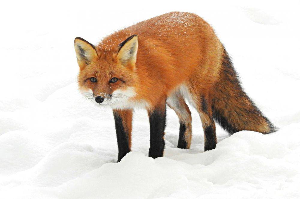 Red Fox (inaturalist.org)