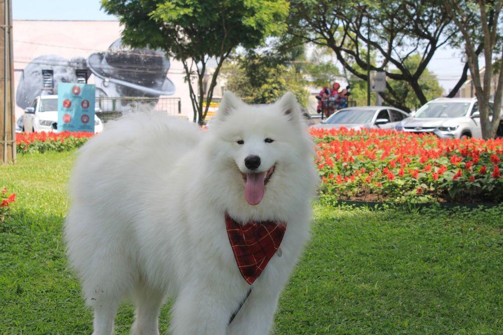 8 Hewan yang Paling Fluffy di Dunia, Mirip Boneka!