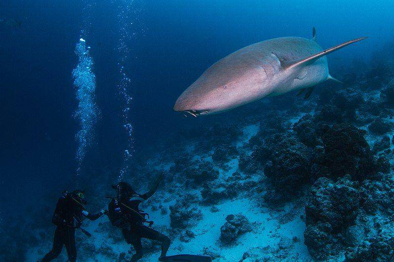 hiu perawat di dalam laut (commons.wikimedia.org/Tchami)