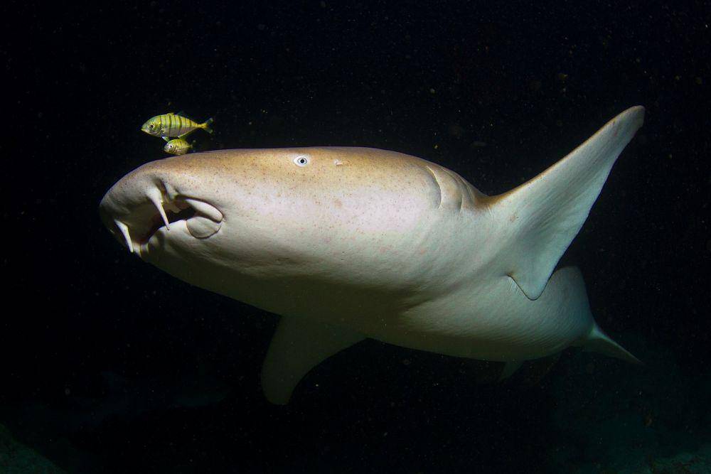 hiu perawat di dalam laut (commons.wikimedia.org/Tchami)