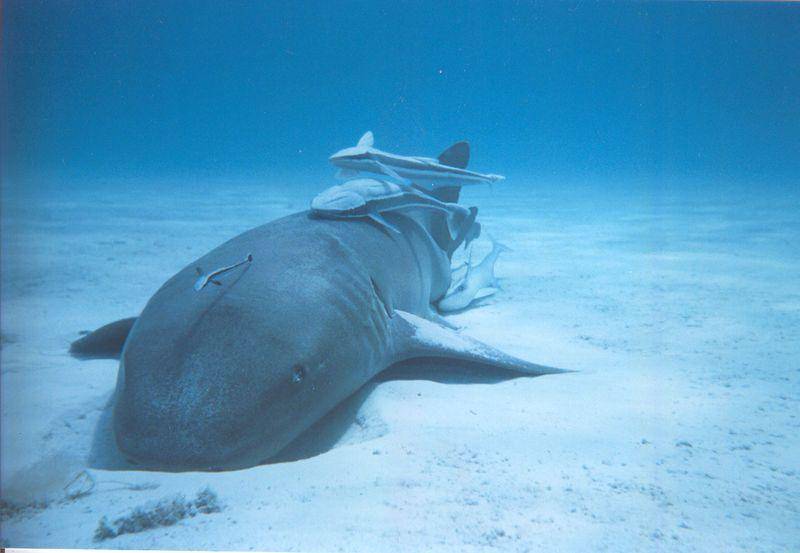 hiu perawat bersama ikan remora (commons.wikimedia.org/Duncan Wright)