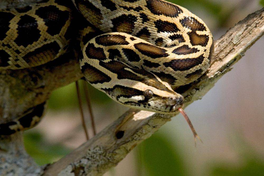 Burmese python snake (nps.gov)