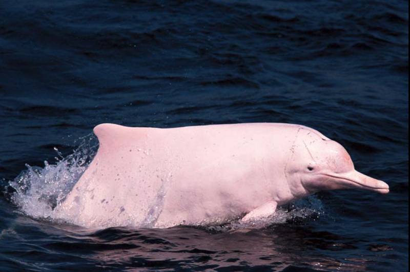 Pink dolphin (soundingsonline.com)