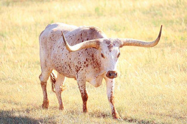 ilustrasi texas longhorn (unsplash.com/Thomas M. Evans)