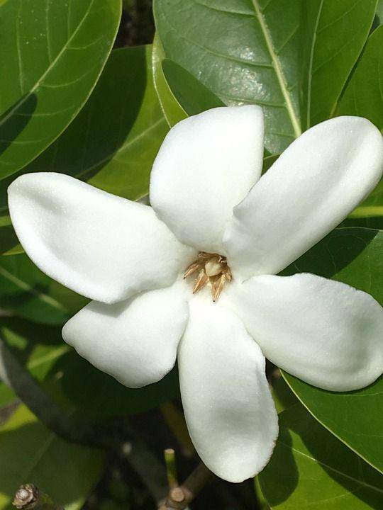 ilustrasi tiare flower (pixabay.com/M Eng)