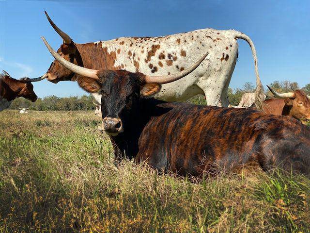 ilustrasi texas longhorn (unsplash.com/Vivian Arcidiacono)