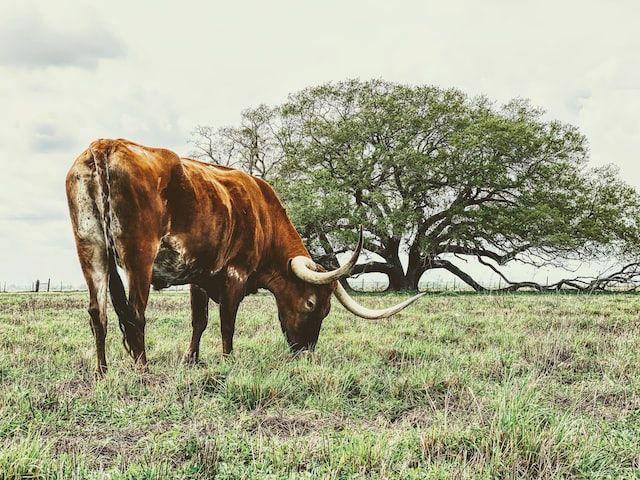 ilustrasi texas longhorn (unsplash.com/Vivian Arcidiacono)