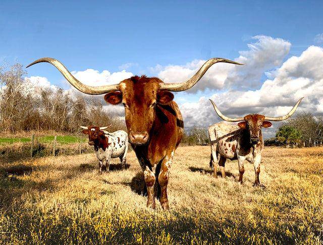 ilustrasi texas longhorn (unsplash.com/Vivian Arcidiacono)