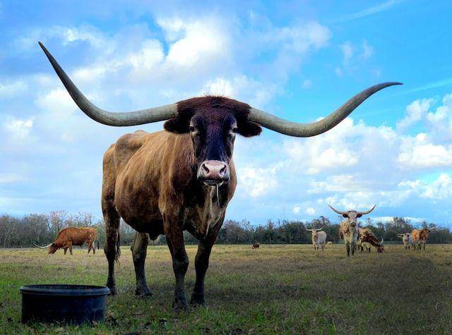 ilustrasi texas longhorn (unsplash.com/Vivian Arcidiacono)