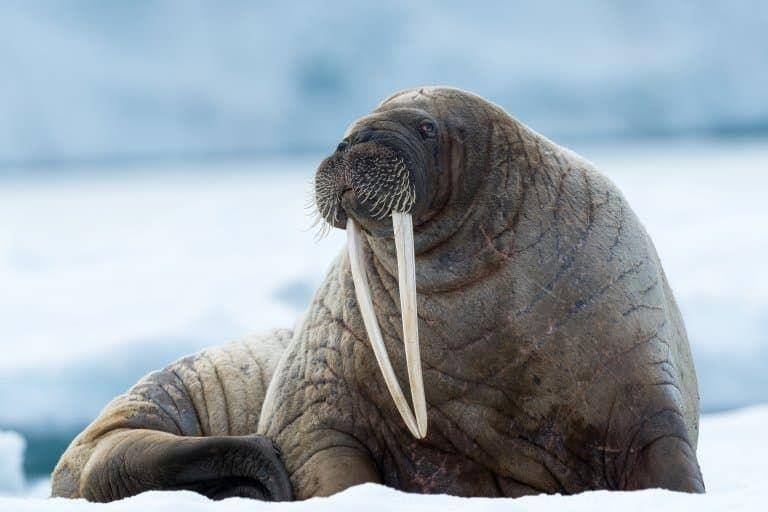 Walrus (factanimal.com)