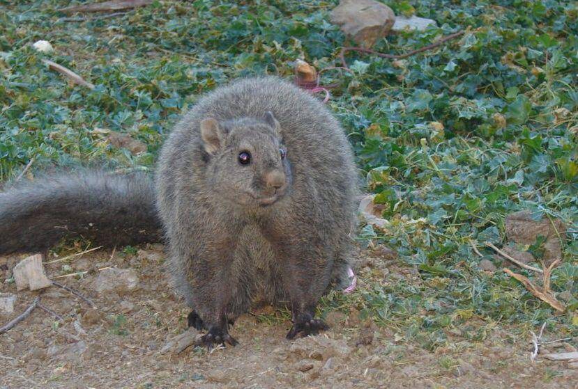 Woolly flying squirrel (zenger.news)