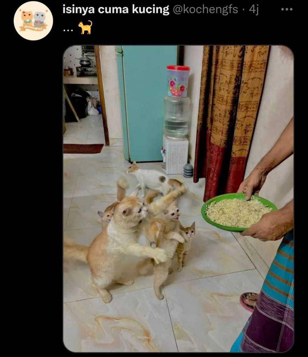 potret saat manusia hidup hanya bersama kucing (instagram.com/instakocheng)