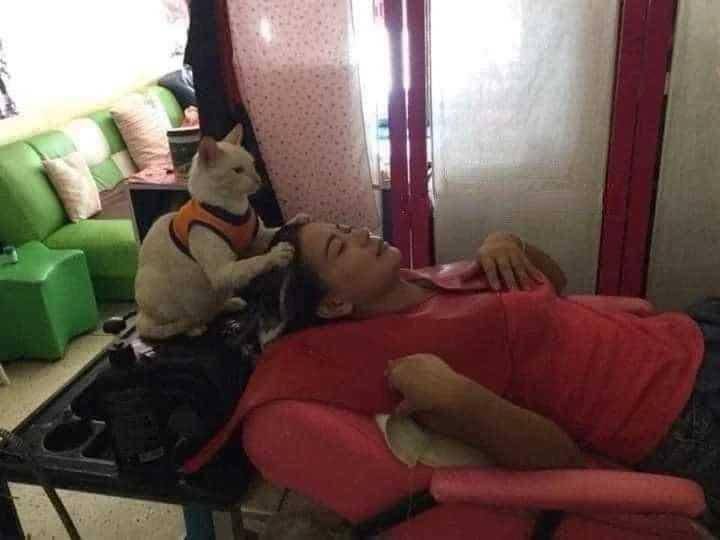 potret saat manusia hidup hanya bersama kucing (instagram.com/instakocheng)