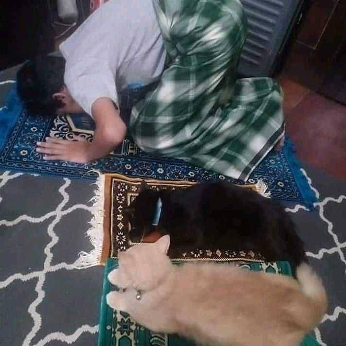 potret saat manusia hidup hanya bersama kucing (instagram.com/instakocheng)